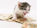 Kätzchen mit einem alten Kartenspiel