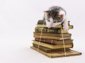 Kätzchen auf einem Stapel alter Bücher