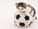 Kätzchen mit eine Fußball