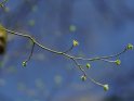 Zweig mit frischen Baumhasel-Blättern
