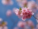 Japanische Kirsche 
 
Dieses Motiv findet sich seit dem 15. April 2018 in der Kategorie Kirschblten.
