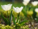 Dieses Motiv finden Sie seit dem 19. Mrz 2020 in der Kategorie Tulpen.