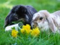 Dieses Motiv findet sich seit dem 17. April 2019 in der Kategorie Kaninchen & Hasen.