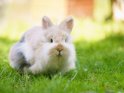 Dieses Motiv wurde am 19. April 2019 in die Kategorie Kaninchen & Hasen eingefgt.
