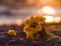 Gelbe Rosen bei Sonnenuntergang am Strand