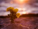 Gelbe Rosen bei Sonnenuntergang am Strand