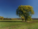 Herbstlicher Baum mit Göttingen im Hintergrund