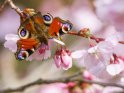 Pfauenauge auf mit japanischen Kirschblüten