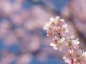 Dieses Bild wurde am 30.03.2019 fotografiert und am 28.04.2020 in der Kategorie Kirschblüten veröffentlicht.
