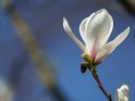 Magnolie 
 
Dieses Kartenmotiv ist seit dem 26. März 2021 in der Kategorie Frühlingsblüten.