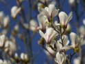 Magnolie 
 
Dieses Motiv befindet sich seit dem 23. März 2023 in der Kategorie Frühlingsblüten.
