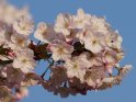 Japanische Blütenkirsche 
 
Dieses Motiv wurde am 29. Mai 2021 in die Kategorie Kirschblüten eingefügt.