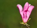 Purpur-Magnolie 
 
Dieses Motiv finden Sie seit dem 30. März 2022 in der Kategorie Frühlingsblüten.
