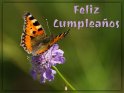Feliz Cumpleaos 
 
Dieses Motiv finden Sie seit dem 09. Mai 2020 in der Kategorie Geburtstagsgre (versch. Sprachen) - Spanisch.