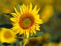 Dieses Motiv befindet sich seit dem 18. September 2019 in der Kategorie Sonnenblumen.