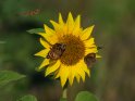 Sonnenblume mit einem Ochsenauge, einer Hummel und einem Distelfalter sowie einem weiteren wegfliegenden Distelfalter