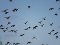 Vogelschwarm bestehend aus Staren
