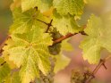 Dieses Motiv finden Sie seit dem 29. Oktober 2019 in der Kategorie Wein, Weinreben und Weintrauben.