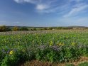 Feld mit Phacelia und Sonnenblumen Mitte Oktober