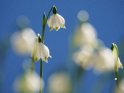 Frühlingsknotenblume, Märzenbecher oder  auchGroßes Schneeglöckchen vor blauem Himmel