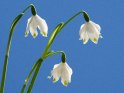 Frühlingsknotenblume, Märzenbecher oder auch Großes Schneeglöckchen