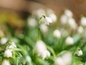 Frühlingsknotenblume, Märzenbecher oder Großes Schneeglöckchen