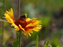 Kokardenblume mit Hummel 
 
Dieses Motiv ist am 21.05.2022 neu in die Kategorie Frühlingsblumen aufgenommen worden.
