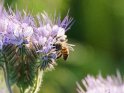 Dieses Motiv findet sich seit dem 03. Juli 2021 in der Kategorie Bienen & Hummeln.
