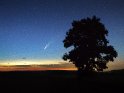 Baum vor nächtlichem Himmel mit dem Kometen Neowise (C/2020 F3) am 13.7.2020