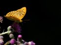 Kaisermantel 
 
Dieses Motiv finden Sie seit dem 25. August 2021 in der Kategorie Schmetterlinge.