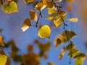 Birkenblätter im Herbst