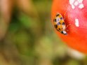 Asiatischer Marienkäfer auf einem Fliegenpilz