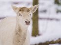Dieses Motiv ist am 23.01.2022 neu in die Kategorie Tierische Winterfotos aufgenommen worden.