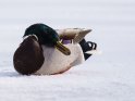 Erpel auf einem verschneiten See 
 
Dieses Motiv ist am 10.01.2022 neu in die Kategorie Tierische Winterfotos aufgenommen worden.