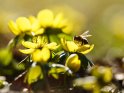 Winterlinge mit einer Biene 
 
Dieses Motiv ist am 22.01.2022 neu in die Kategorie Frühlingsblumen aufgenommen worden.