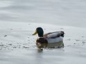 Ente schwimmt auf einem teilweise zugefrorenen See durch einen eisfreien Kanal 
 
Dieses Motiv findet sich seit dem 28. Januar 2022 in der Kategorie Tierische Winterfotos.