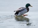 Ente klettert auf einem teilweise zugefrorenen See auf die Eisfläche