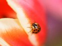 Marienkäfer auf einer Tulpe