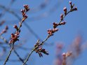 Japanische Zierkirsche 
 
Dieses Motiv finden Sie seit dem 30. März 2023 in der Kategorie Frühlingsblüten.