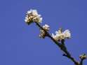Dieses Motiv ist am 07.06.2023 neu in die Kategorie Kirschblüten aufgenommen worden.