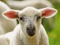 Dieses Motiv ist am 27.06.2022 neu in die Kategorie Lämmer und Schafe aufgenommen worden.