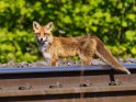 Fuchs beim Überqueren von Bahnschienen