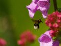 Dieses Bild wurde am 11.06.2021 fotografiert und am 06.08.2021 in der Kategorie Bienen & Hummeln veröffentlicht.