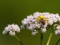 Krabbenspinne mit einer gefangenen Biene 
 
Dieses Motiv ist am 22.05.2022 neu in die Kategorie andere Insekten aufgenommen worden.