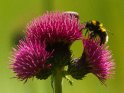 Dieses Bild wurde am 11.06.2021 fotografiert und am 22.09.2022 in der Kategorie Bienen & Hummeln veröffentlicht.