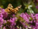Distelfalter 
 
Dieses Motiv befindet sich seit dem 28. Juni 2021 in der Kategorie Schmetterlinge.