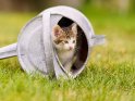 Kätzchen in einer alten Gießkanne 
 
Dieses Motiv finden Sie seit dem 24. Juli 2021 in der Kategorie Katzen.