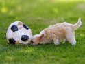 Chinese Crested Welpe mit einem Fußball 
 
Dieses Kartenmotiv ist seit dem 21. September 2022 in der Kategorie Hunde.