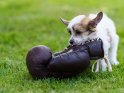 Chinese Crested Welpe mit einem alten Boxhandschuh 
 
Dieses Motiv ist am 16.08.2022 neu in die Kategorie Hunde aufgenommen worden.