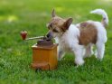 Chinese Crested Welpe mit einer alten Kaffeemühle 
 
Dieses Motiv ist am 16.11.2022 neu in die Kategorie Hunde aufgenommen worden.